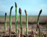 Sprijin important pentru fermieri din 28 de orașe ale României. Vânzările au crescut cu peste 25%, în 2024