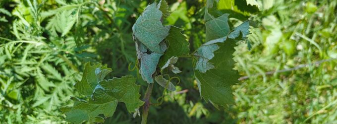 Record de avizări de daune pentru Agra Asigurări, în primele 6 luni ale anului, pe fondul fenomenelor meteo extreme. S-au plătit 20 milioane de euro despăgubiri