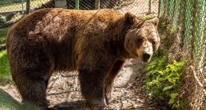 Autoritățile din România, presate să-l salveze pe Baloo, ursul-mascotă de la Straja. Peste 180.000 de oameni din străinătate cer relocarea lui într-un sanctuar