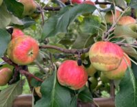 Analiză Agra Asigurări: 50% dintre fermele pomicole asigurate au avizat cel puțin un risc în 2025. Înghețul târziu de primăvară la cultura de măr va fi acoperit în portofoliu din 2026